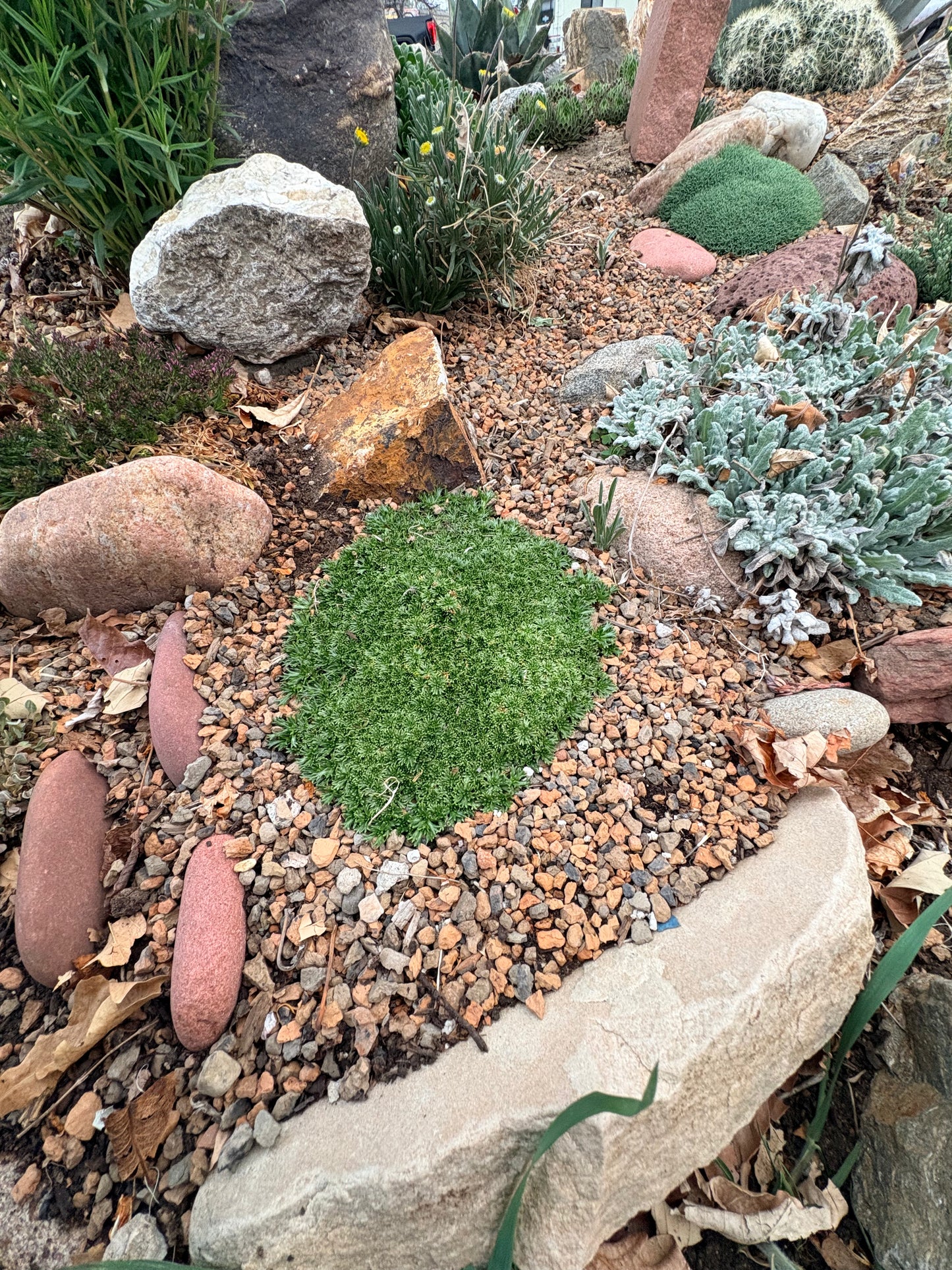 Azorella trifurcata 'Nana' (Bolax)