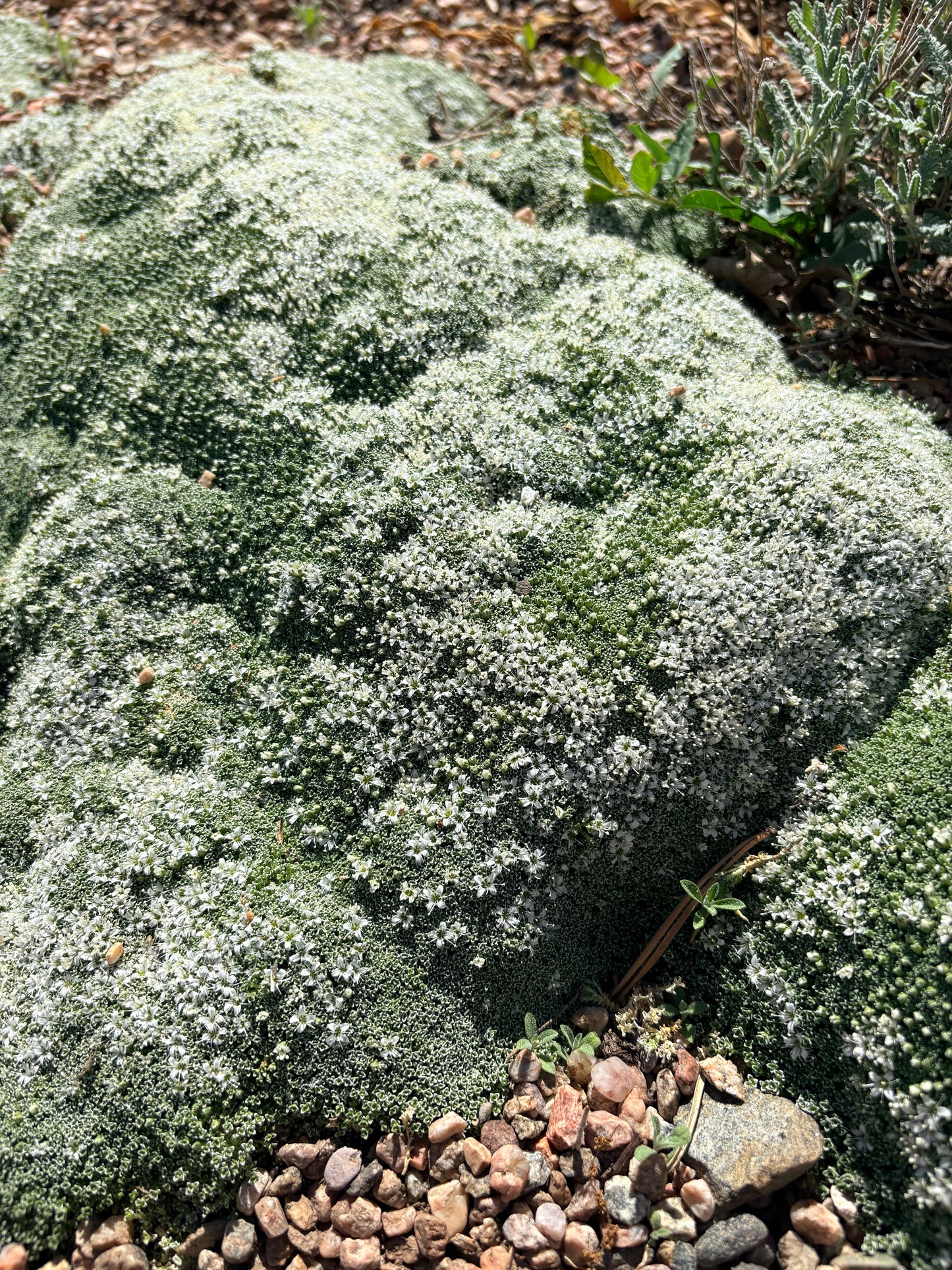 Arenaria alfacarensis