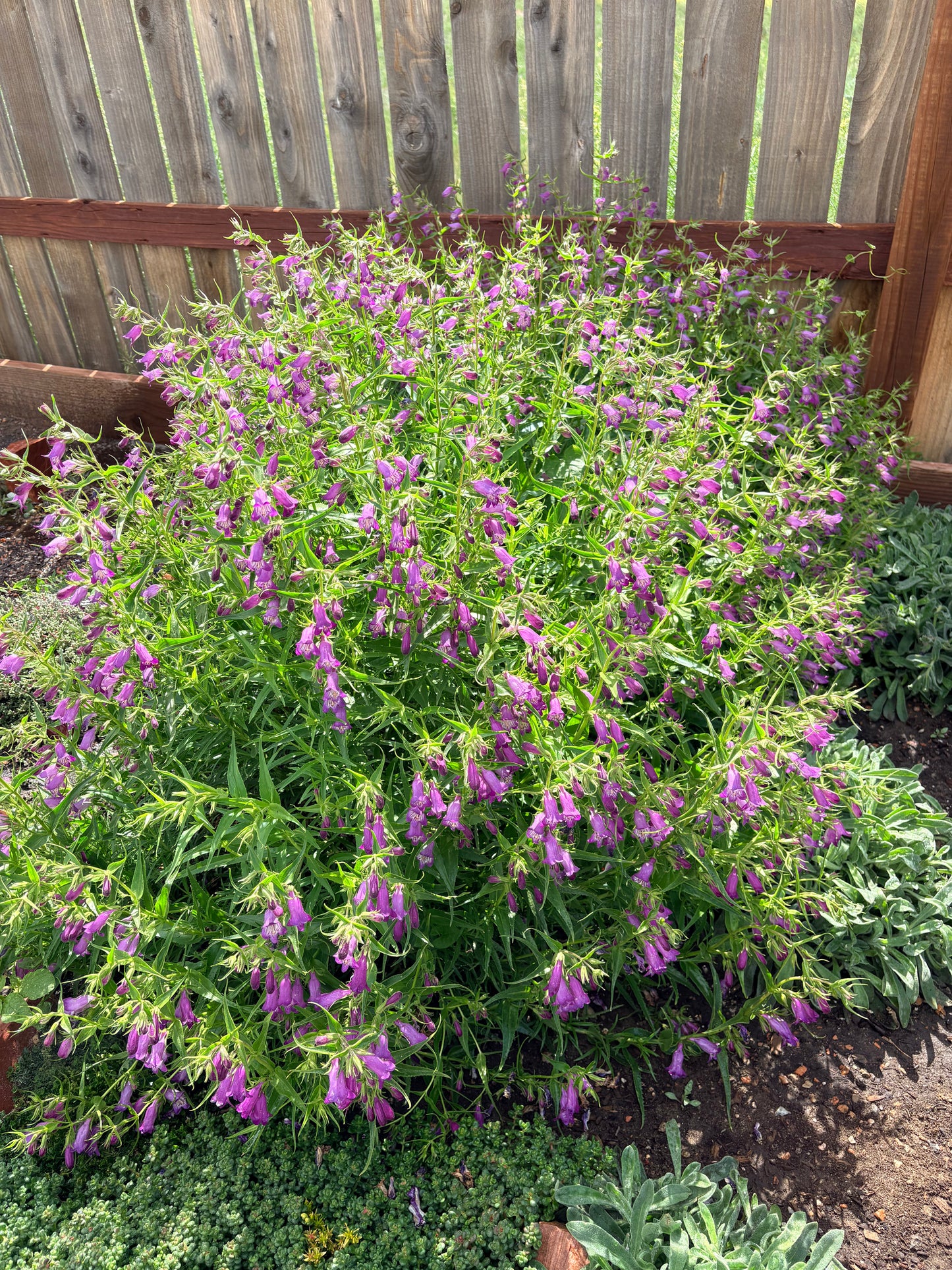 Penstemon ‘Windwalker garnet'