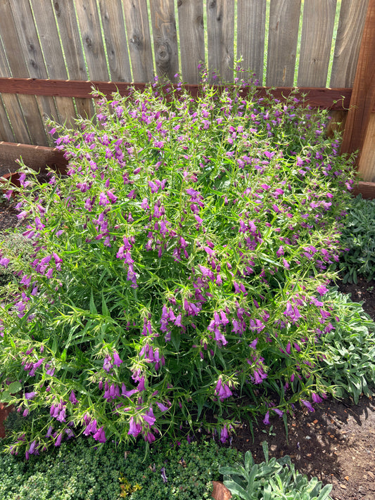 Penstemon ‘Windwalker garnet'