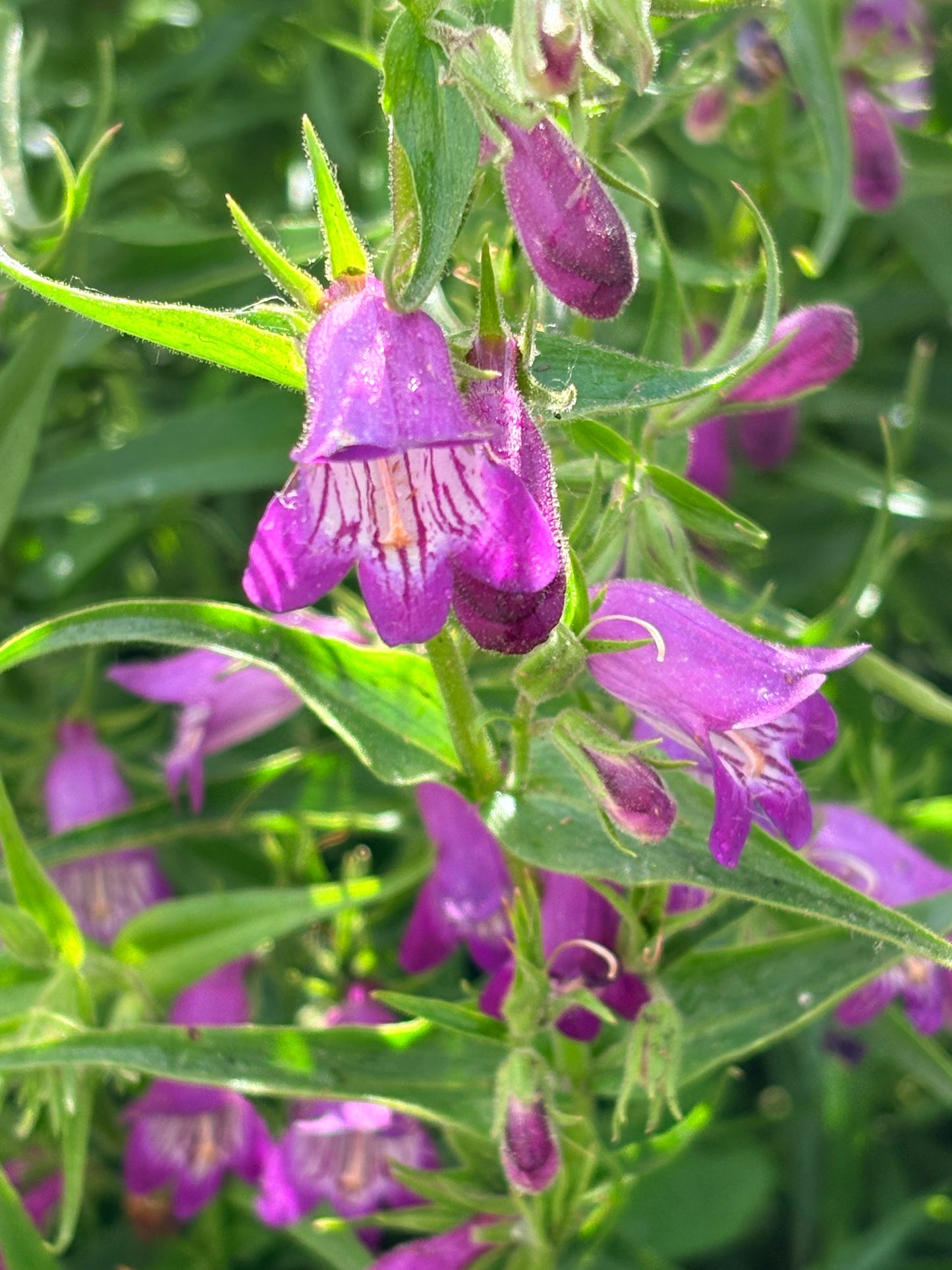 Penstemon ‘Windwalker garnet'