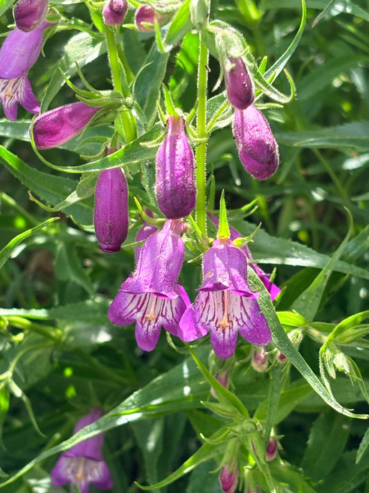 Penstemon ‘Windwalker garnet'