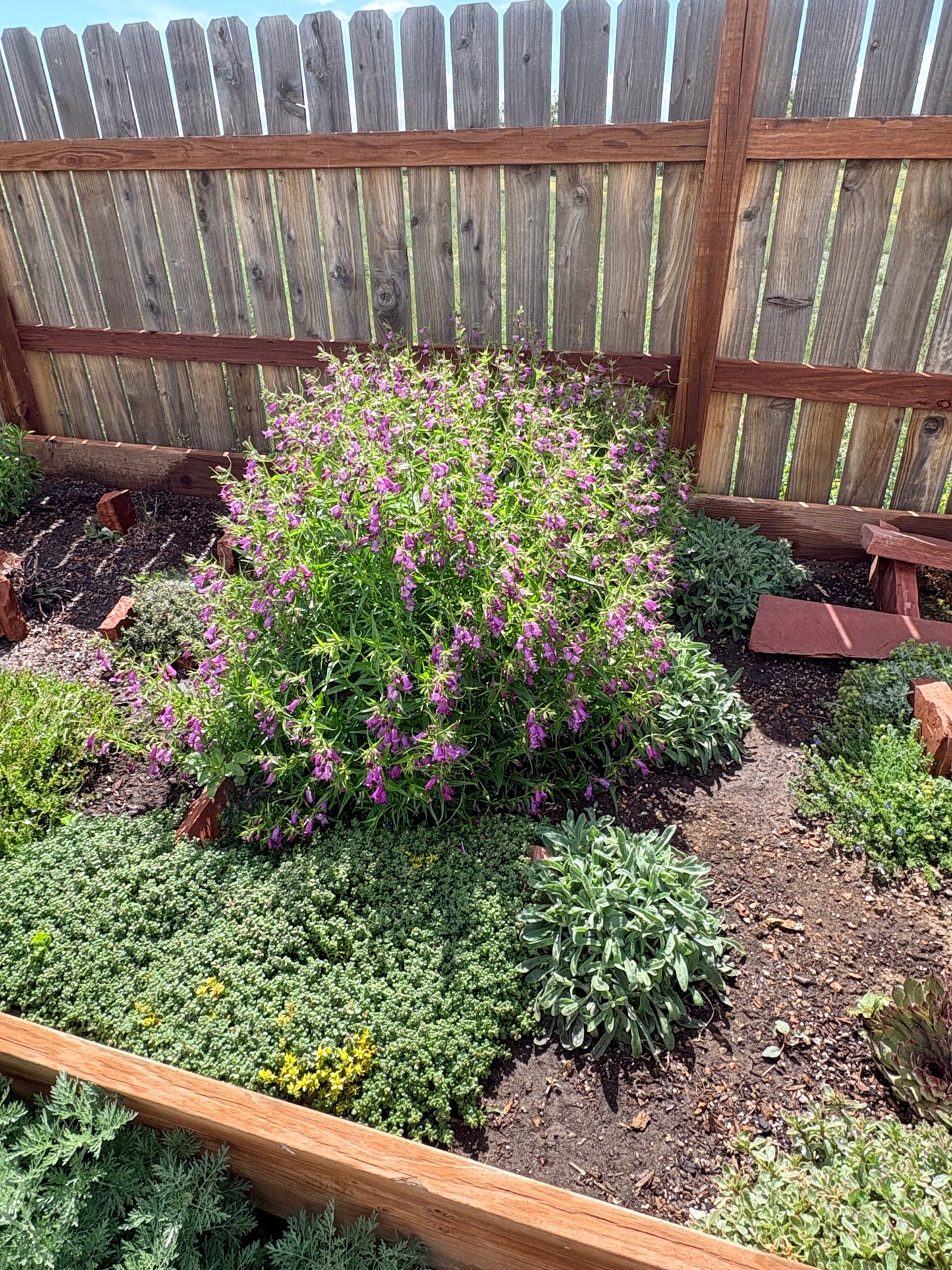 Penstemon ‘Windwalker garnet'
