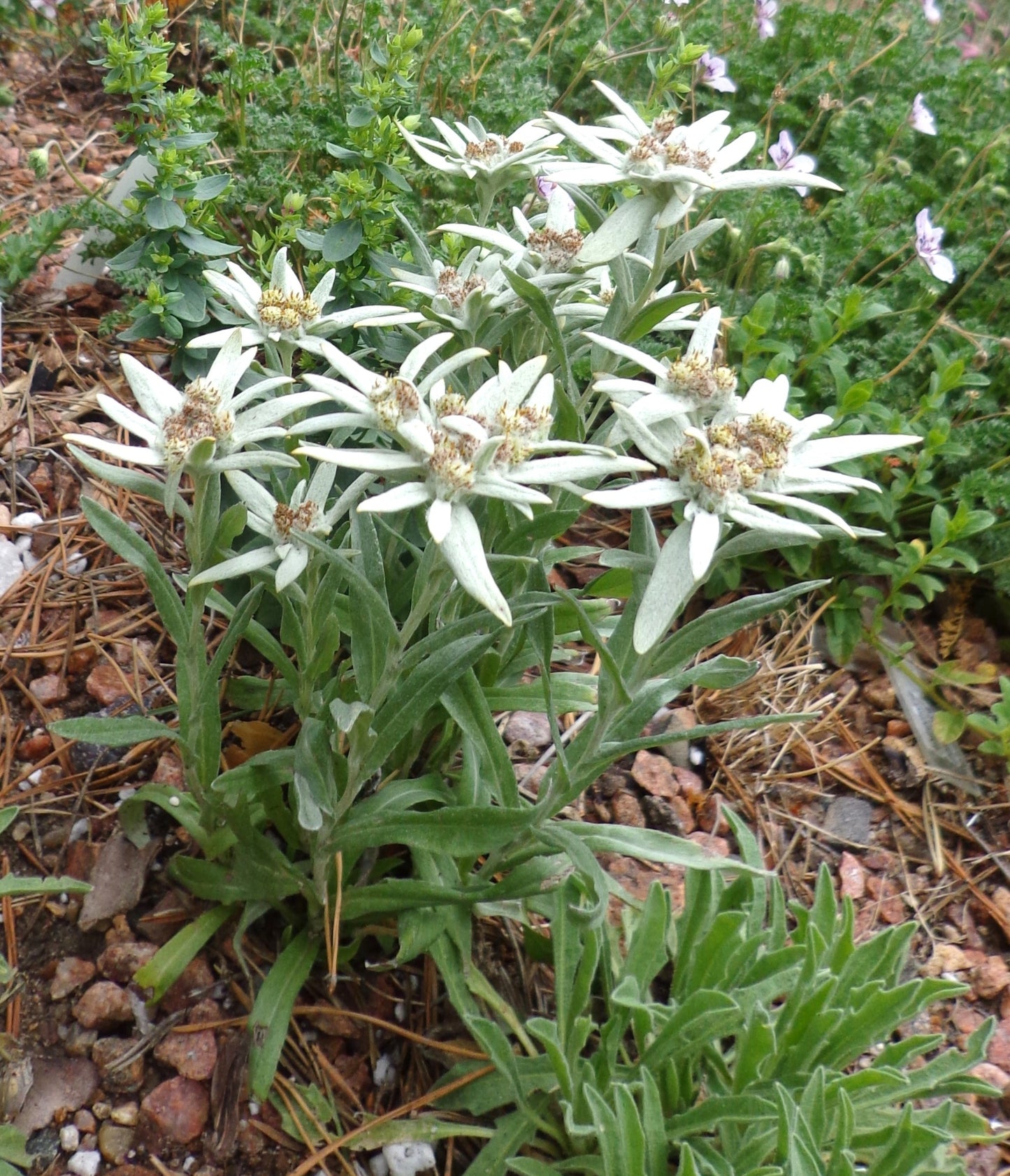 Leontopodium alpinum Edelweiss