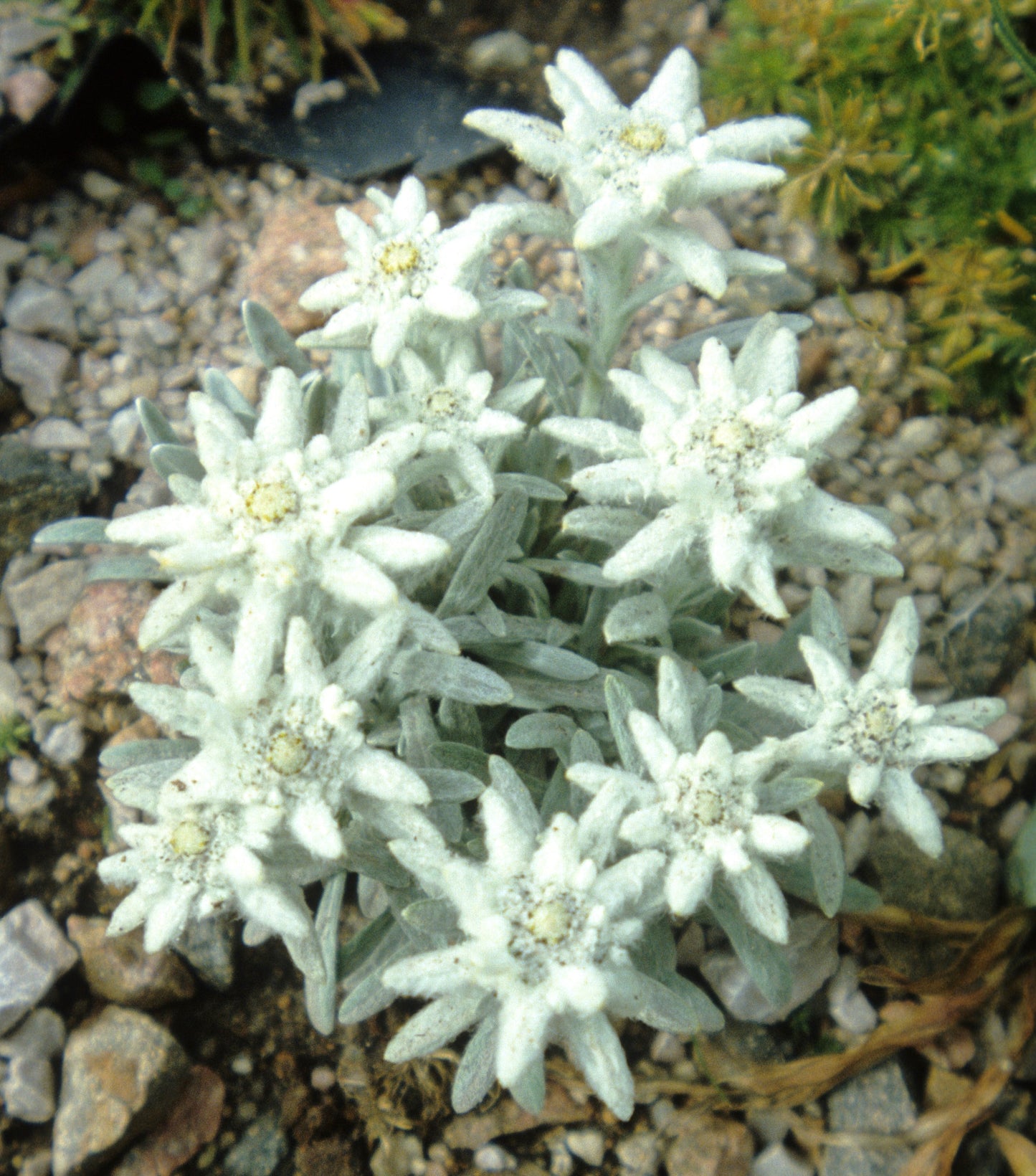 Leontopodium alpinum Edelweiss