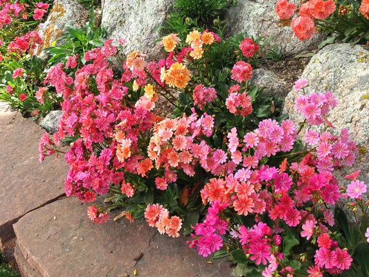 Lewisia cotyledon 'Sunset Strain'