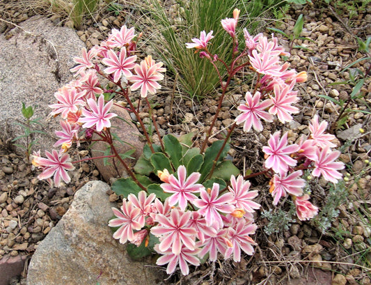 Lewisia cotyledon 'Sunset Strain'