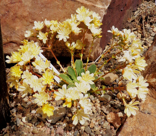 Lewisia cotyledon 'Elise'