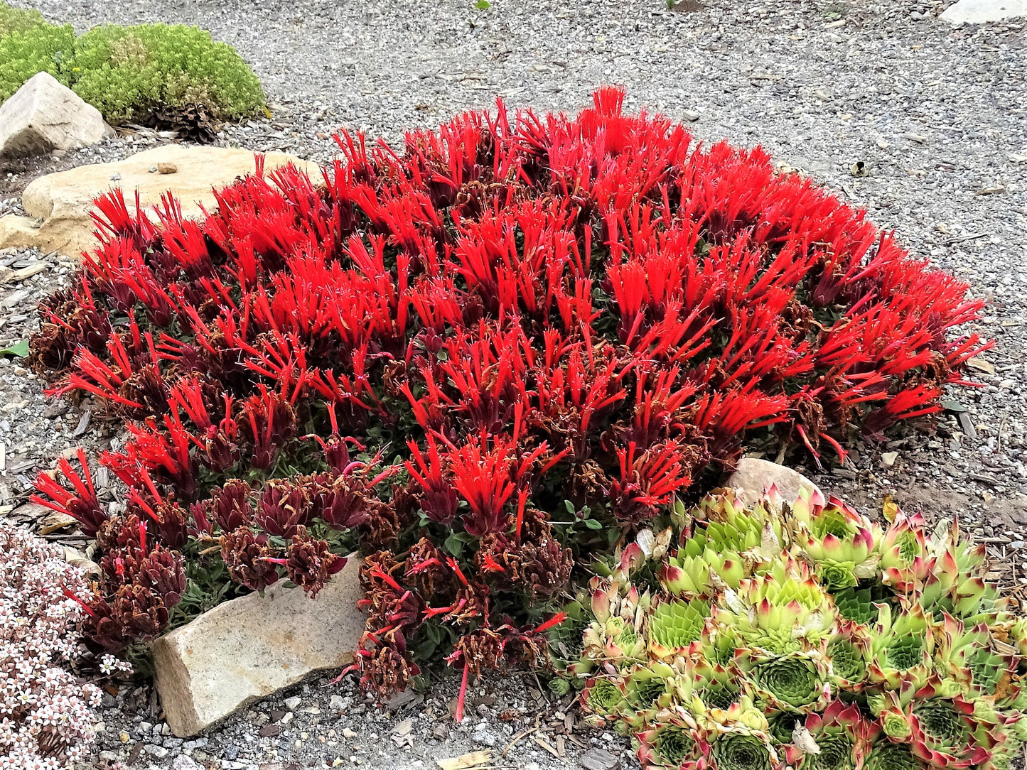 Monardella macrantha 'Marian Sampson'