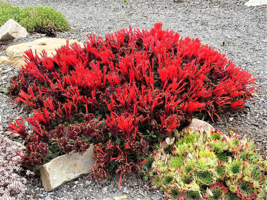 Monardella macrantha 'Marian Sampson'