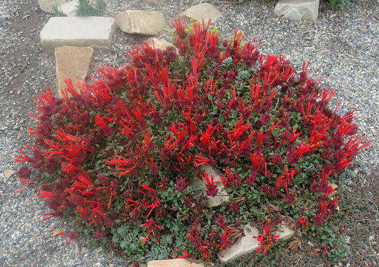 Monardella macrantha 'Marian Sampson'