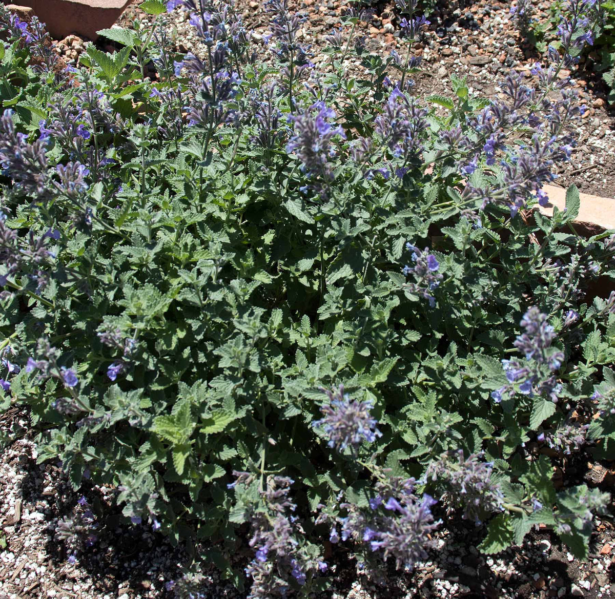 Nepeta  'Walkers Deep Blue'