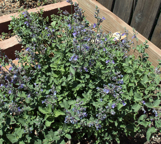 Nepeta racemosa 'Walker's Low' (Catmint)