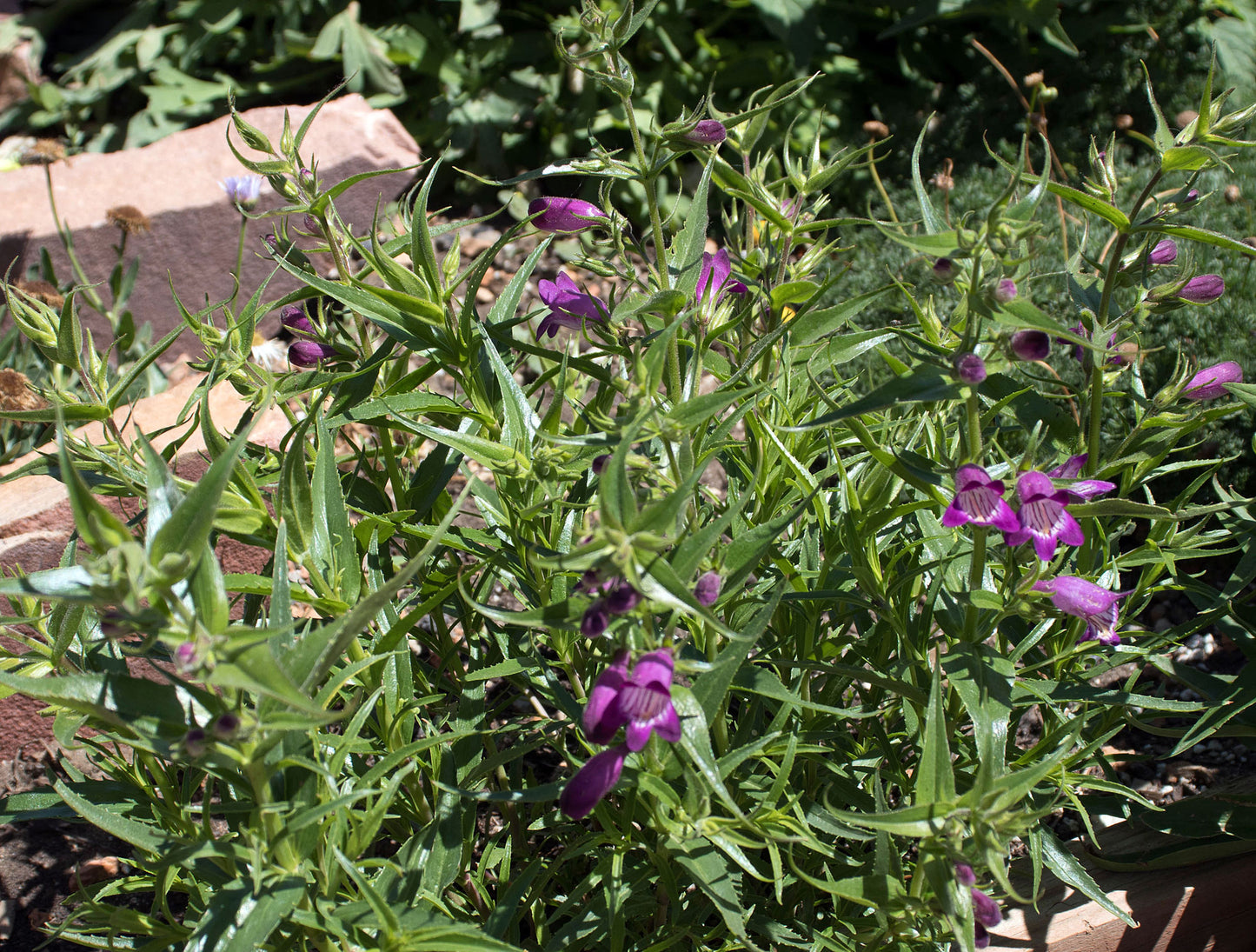 Penstemon ‘Windwalker garnet'