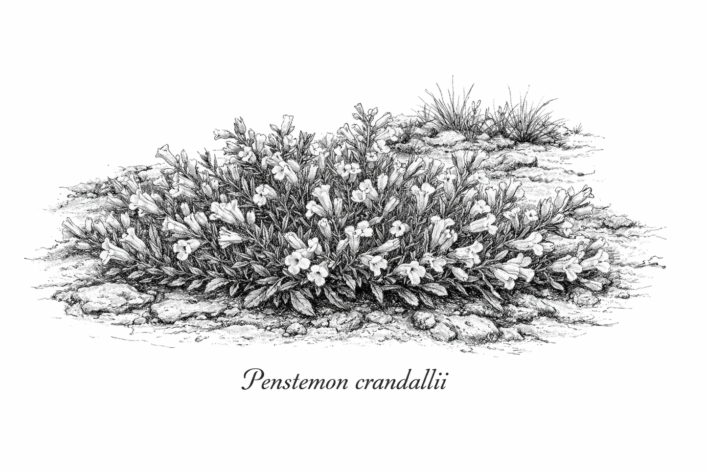Penstemon crandallii