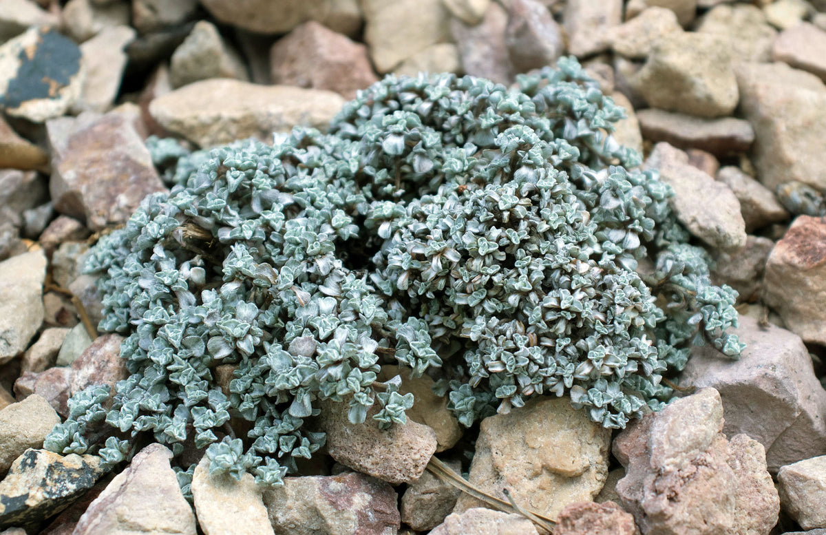 Raoulia tenuicaulis