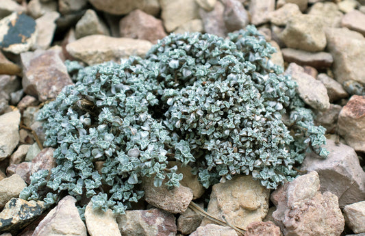 Raoulia tenuicaulis
