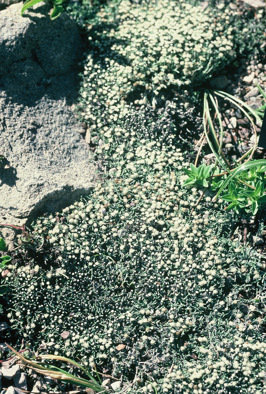 Raoulia tenuicaulis