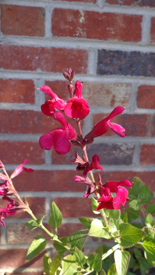 Salvia Windwalker 'Royal Red'