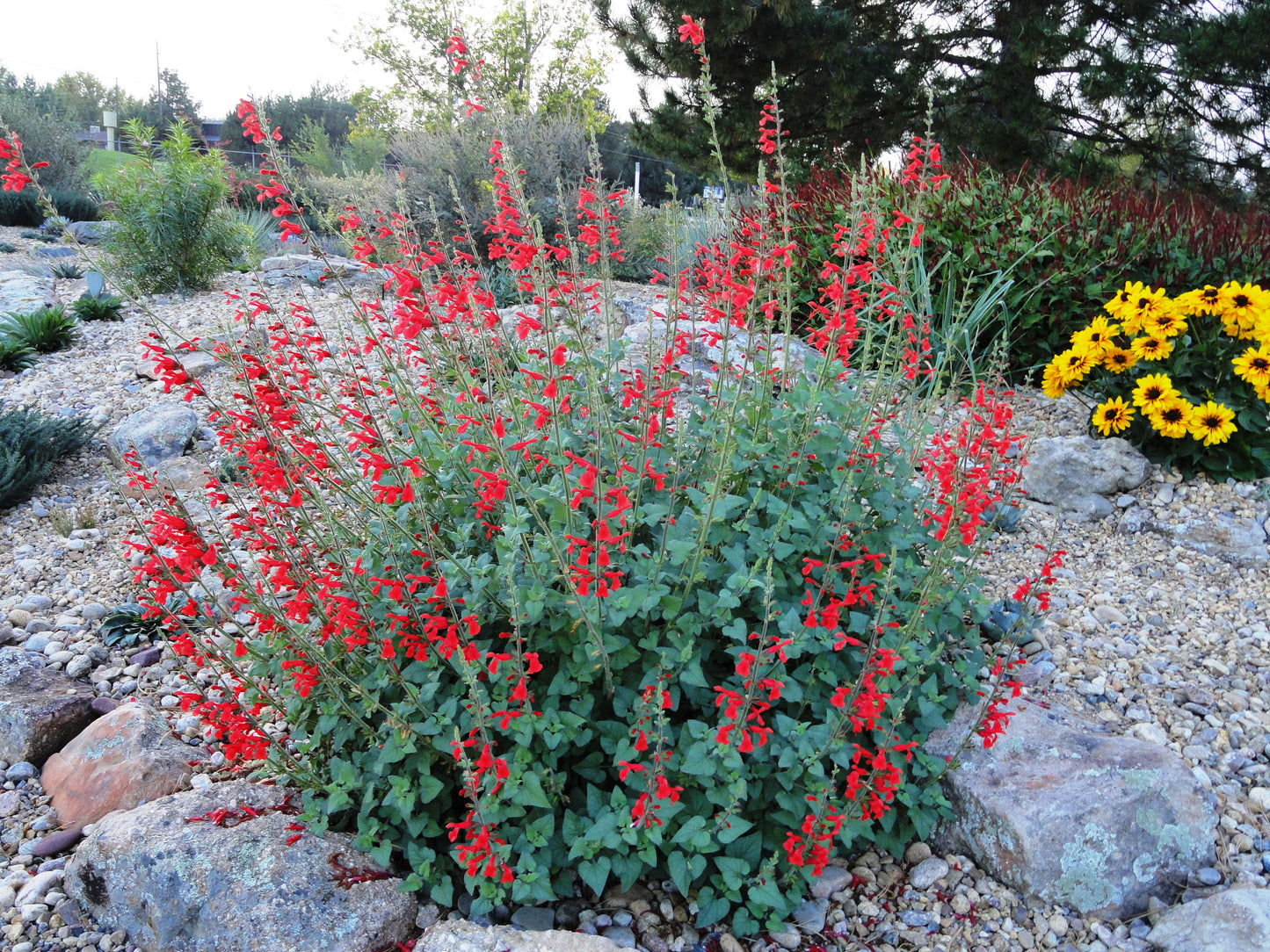 Salvia darcyi