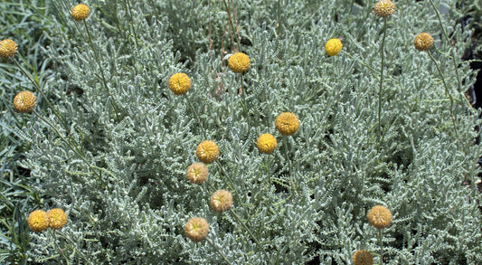 Santolina chamaecyparissus (Lavender cotton)