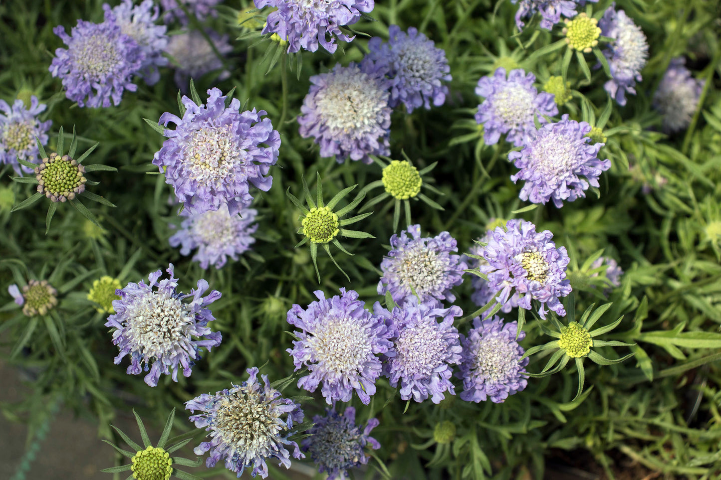Scabiosa columbaria ‘Blue Note’