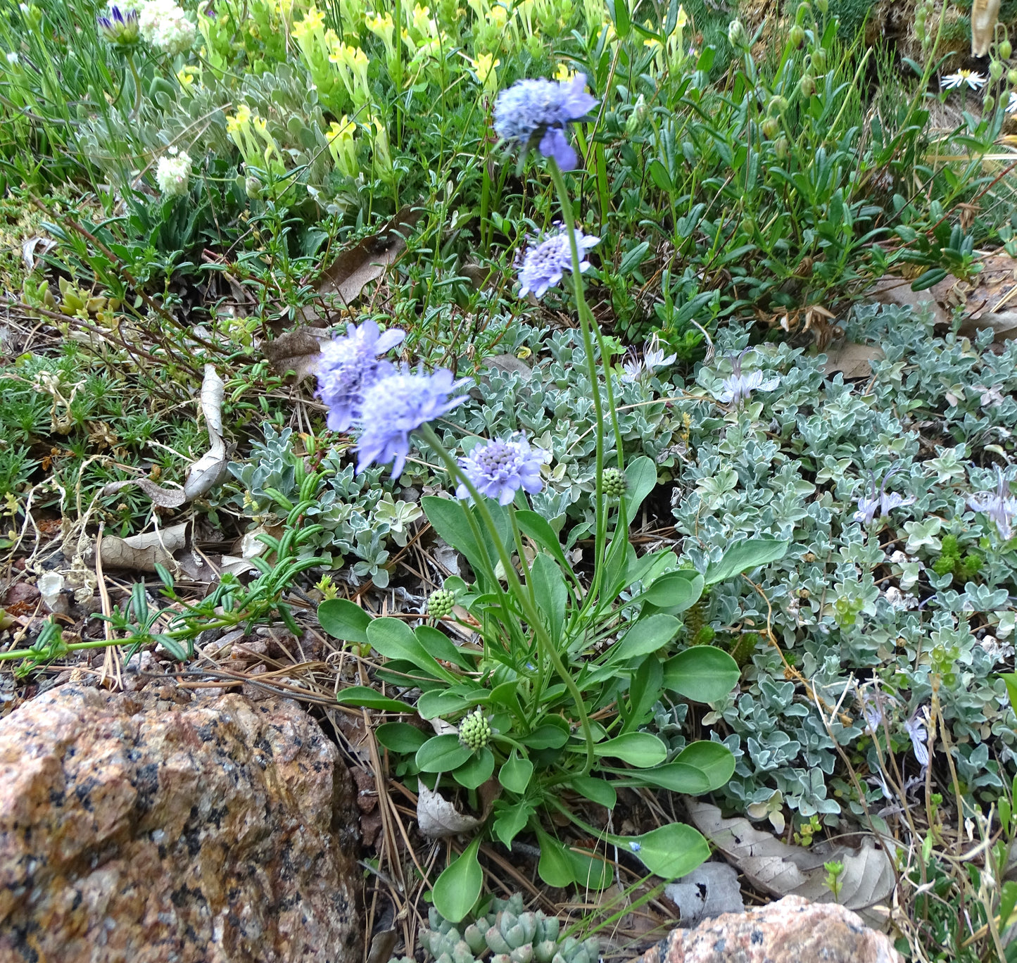 Scabiosa columbaria ‘Blue Note’