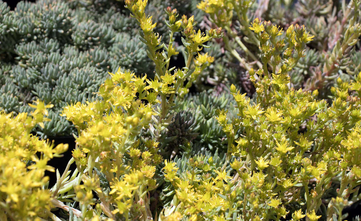 Sedum lanceolatum
