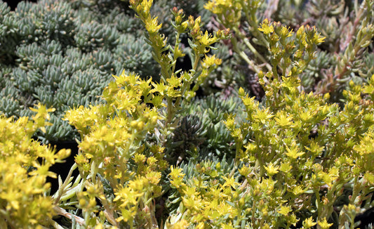 Sedum lanceolatum