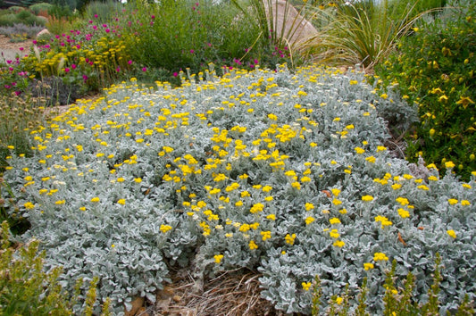 Tanacetum densum-amani