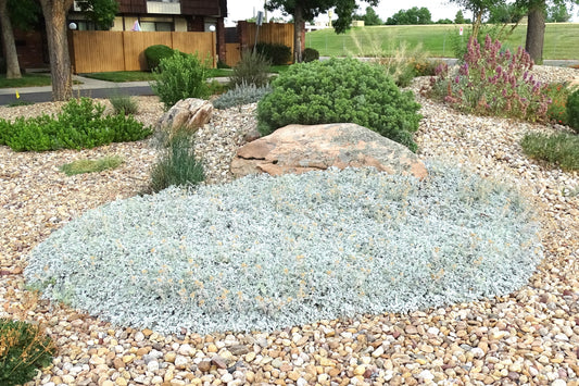 Tanacetum densum-amani