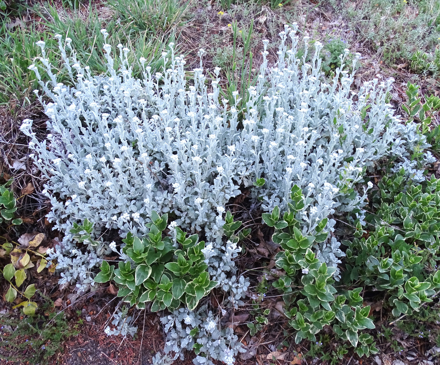 Tanacetum densum-amani