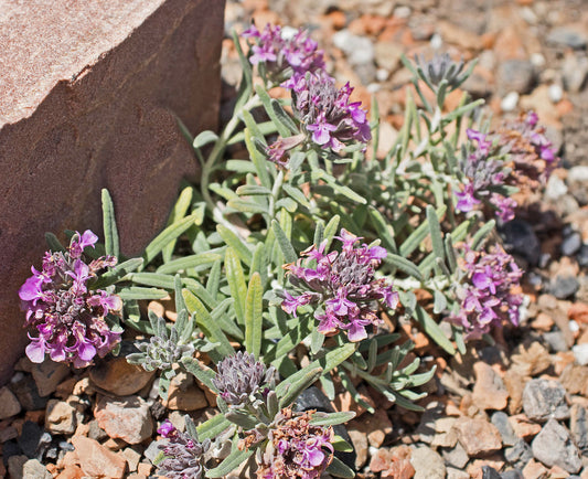 Teucrium cossonii