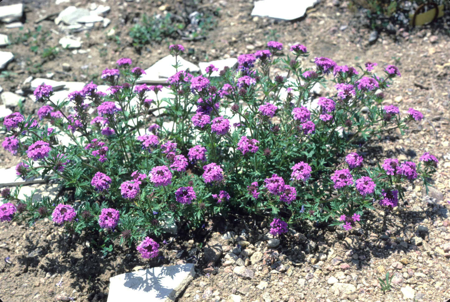 Verbena bipinnatifida Valley Lavender®