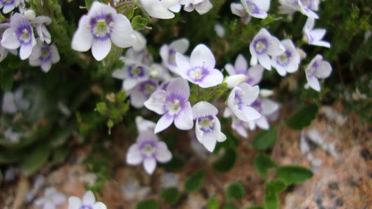 Veronica Snowmass® blue-eyed