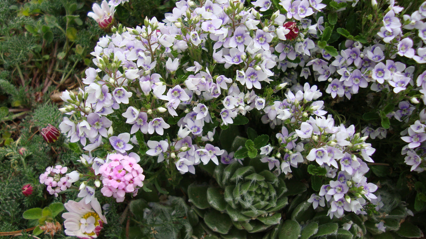 Veronica Snowmass® blue-eyed