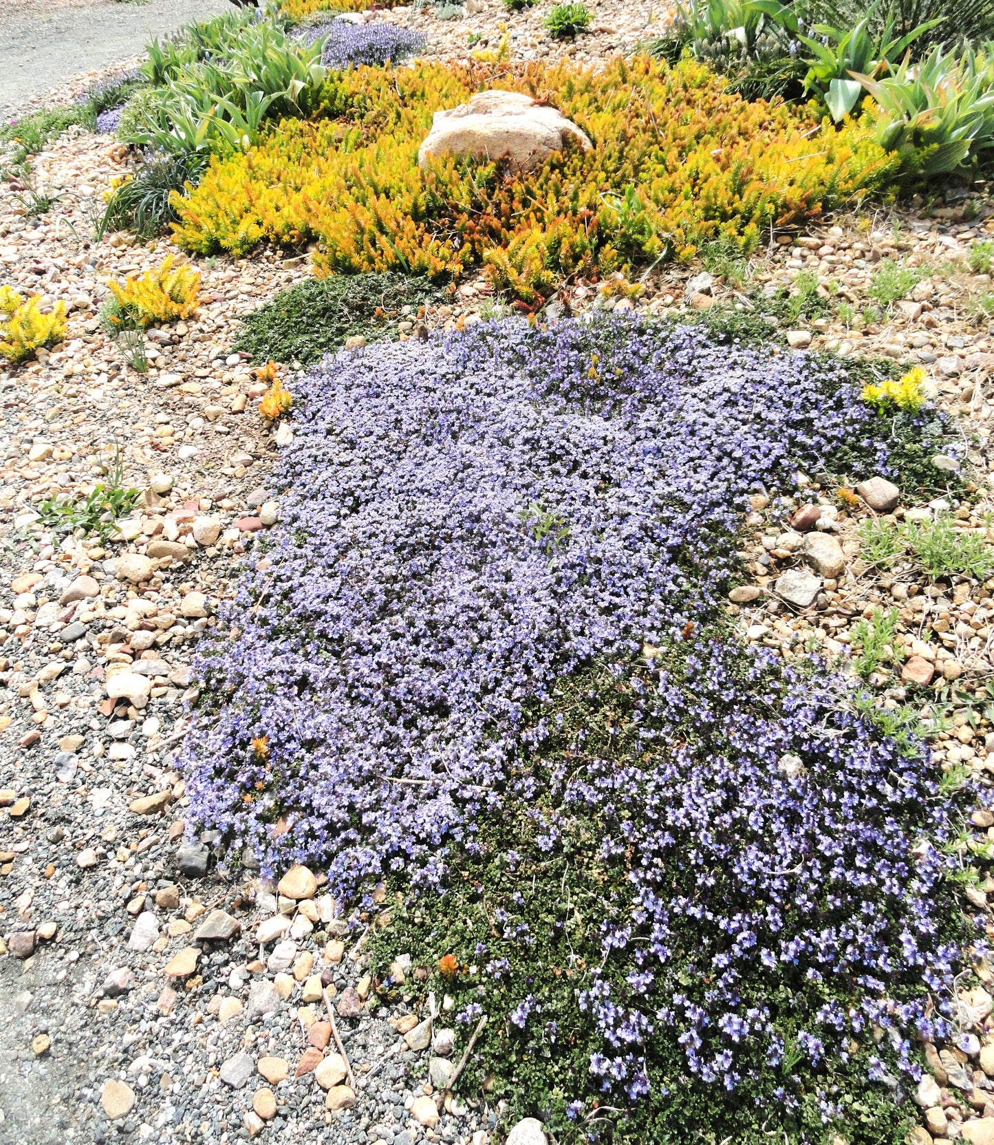 Veronica 'Underworld'