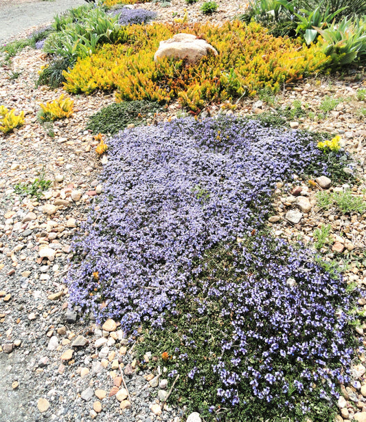 Veronica 'Underworld'