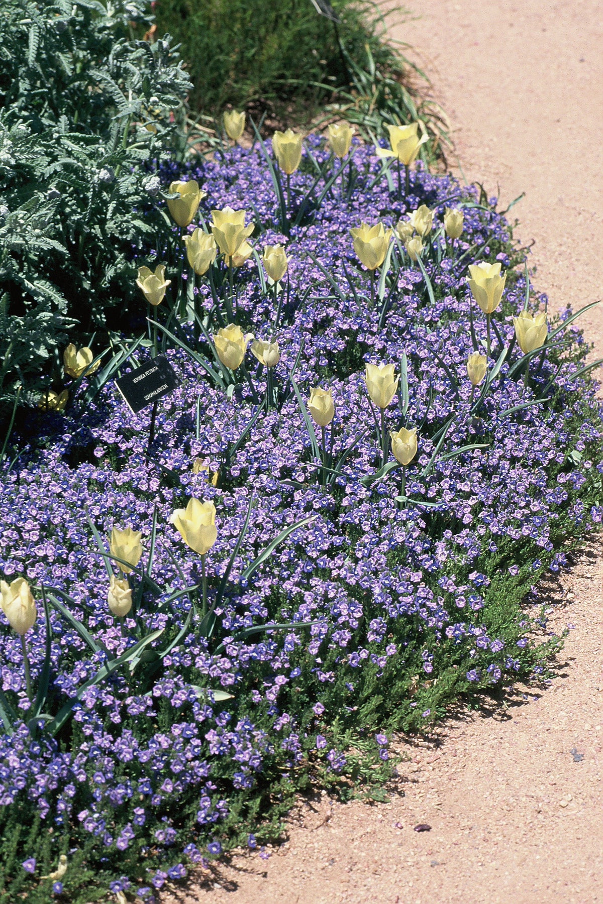 Veronica pectinata