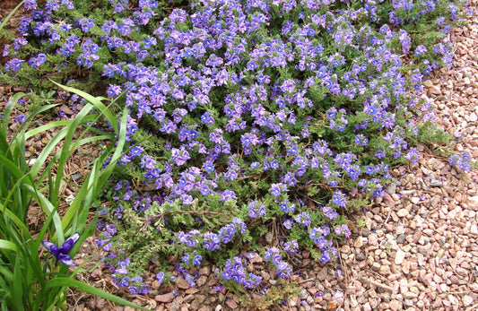Veronica pectinata