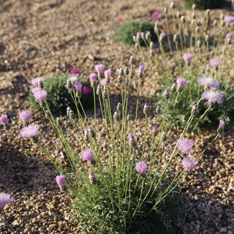 Psephellus simplicicaulis Bellina Pink