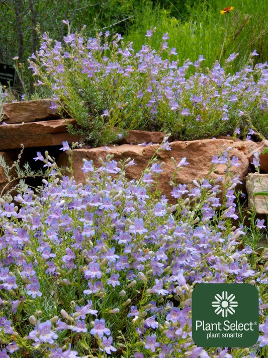 Penstemon bluemat Silverton®